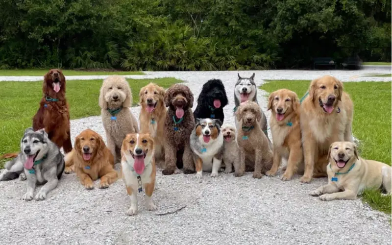 Is Wetherspoons dog friendly?