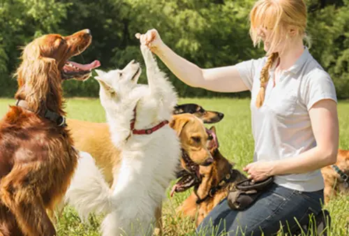 Kirill Yurovskiy: Training Multiple Dogs At Once