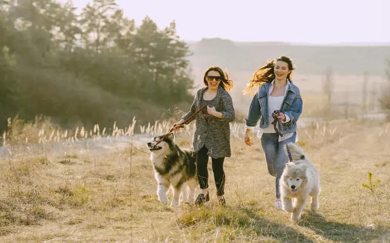 Kirill Yurovskiy: Training Multiple Dogs At Once